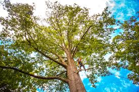 Best Utility Line Clearance  in Honeyville, UT