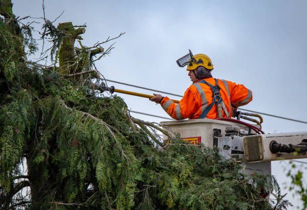 Best Tree Disease Treatment  in Honeyville, UT