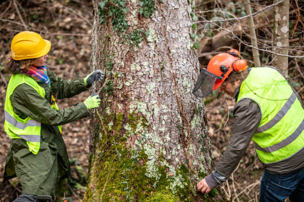 How Our Tree Care Process Works  in  Honeyville, UT