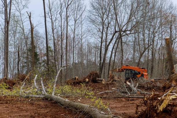 Best Lot and Land Clearing  in Honeyville, UT