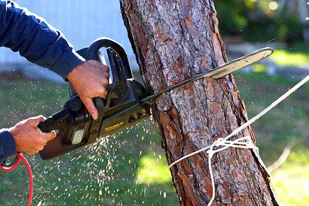 Professional Tree Services in Honeyville, UT