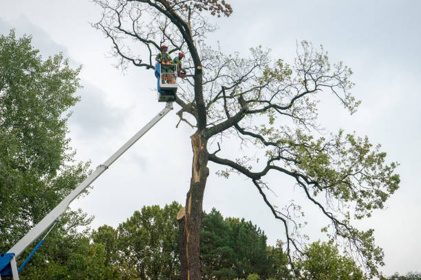 Best Fruit Tree Pruning  in Honeyville, UT