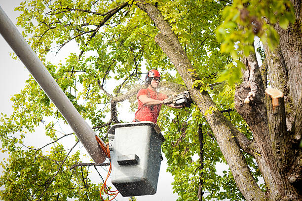  Honeyville, UT Tree Services Pros