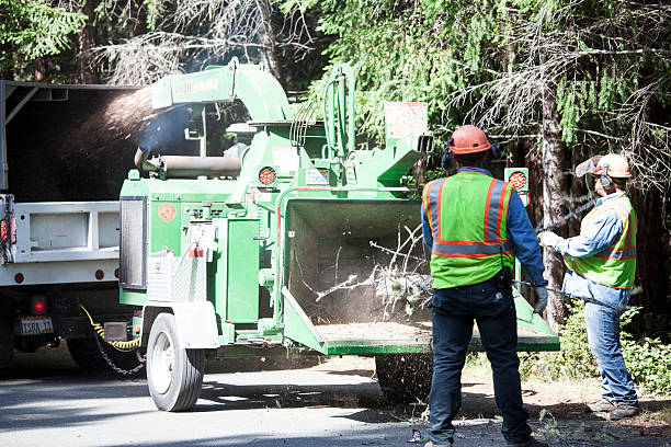 Best Seasonal Cleanup  in Honeyville, UT