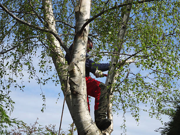 Best Weed Control  in Honeyville, UT